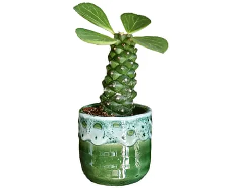 Will My Euphorbia Ritchiei Once Again Sprout Back?